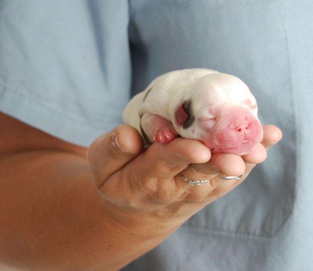 Spaying and C-Sections